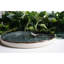 Shiflett Dinner Plate-1313463285
