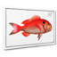 Sea-Bream Fish by M.E. Bloch - Wrapped Canvas-1509958972