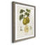 Cadre rétro de qualité supérieure Vintage Pears III prêt à accrocher-669675065-669675071