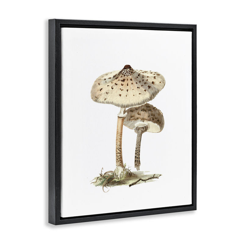 «Neutral Brown Mushroom», art mural encadré flottant par lettré et doublé, Cadre flottant noir de jais, H 21 po x l 17 po