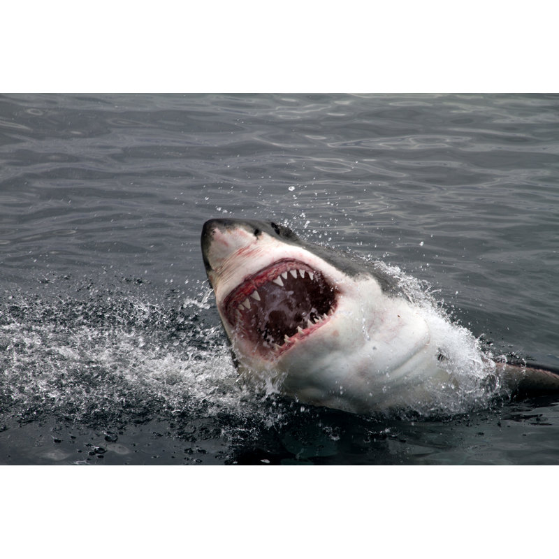 Great White Shark Attacking by Pieter De Pauw - Wrapped Canvas Print, 81cm H x 122cm W