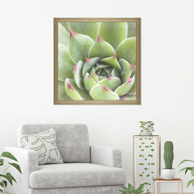 « jardin plantes grasses iii color », reproduction de photo sur toile tendue encadrée, H 21,5 po x l 21,5 po x P 0,75 po