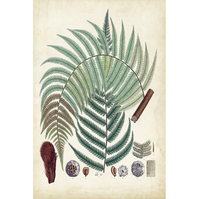 Collected Ferns I - Wrapped Canvas Print, 91cm H x 61cm W