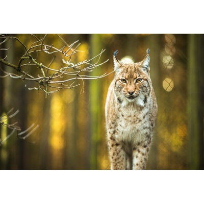 Eurasian Lynx by ViktorCap - Wrapped Canvas Print