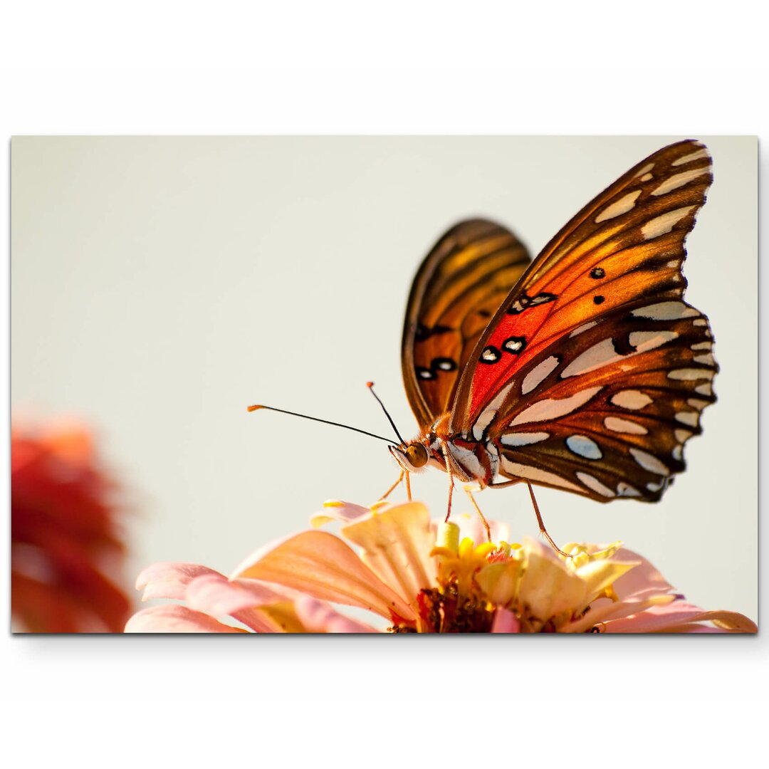 Leinwandbild Edler Schmetterling auf einer Blume – Nahaufnahme