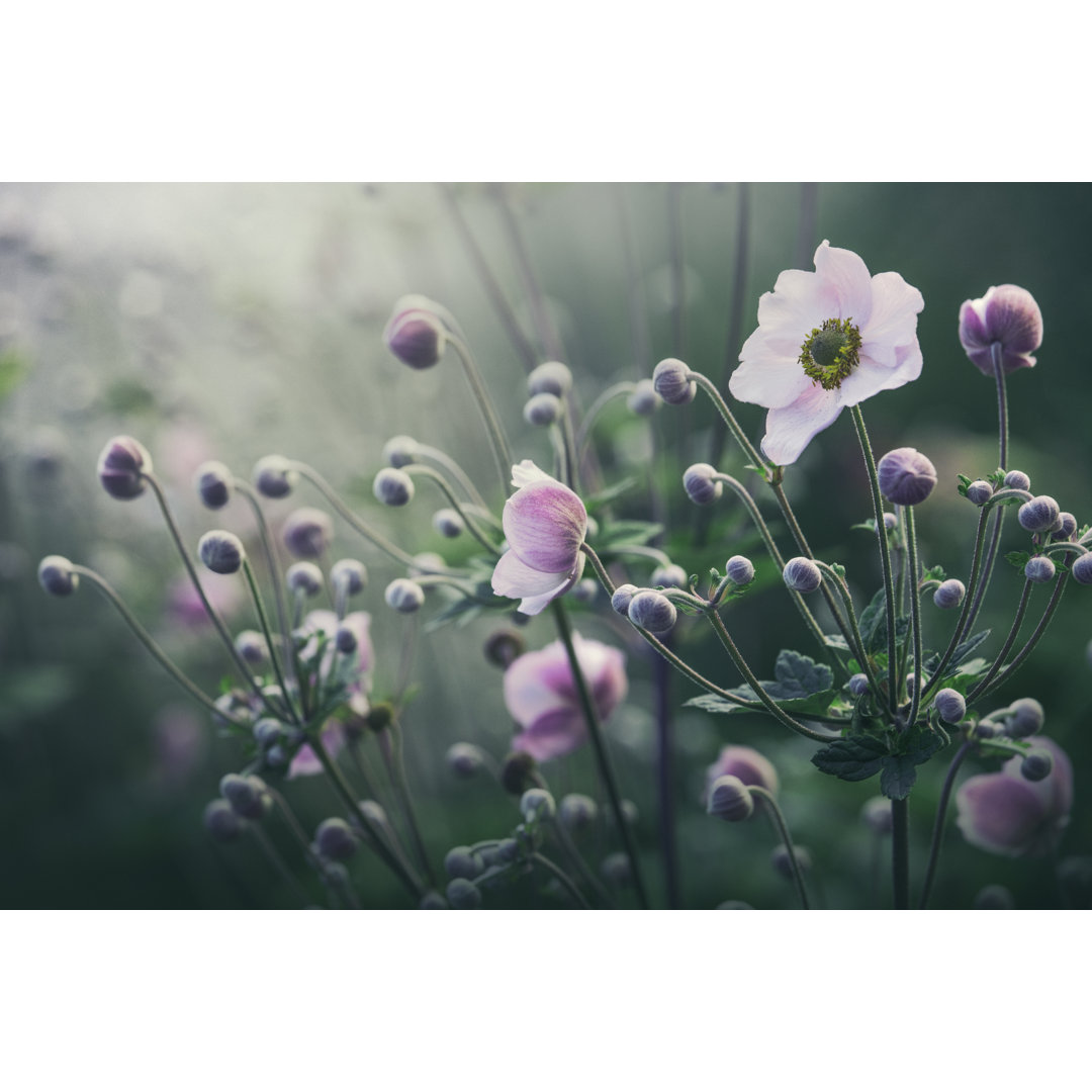 Anemonenblüten in voller Blüte