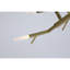Lustre Acropora à branches claires-130734884-90566475-90566492