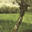 The Willow Print by Geo Poggenbeek