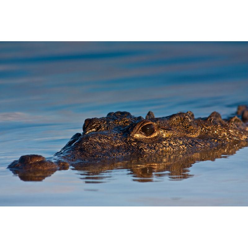American Crocodile by Hoatzinexp - Wrapped Canvas Print, 61cm H x 91cm W