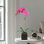 Orchid Arrangement In Vase-1326828204-1326828205