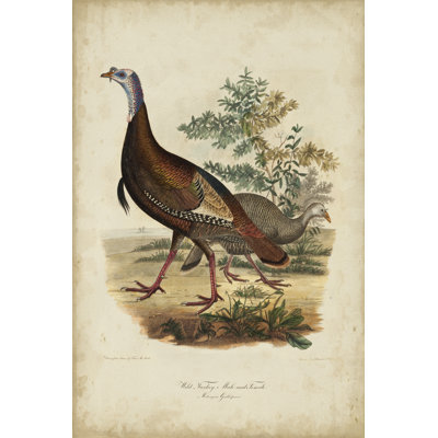 Wild Turkey by Charles L. Bonapart - Wrapped Canvas Art Prints
