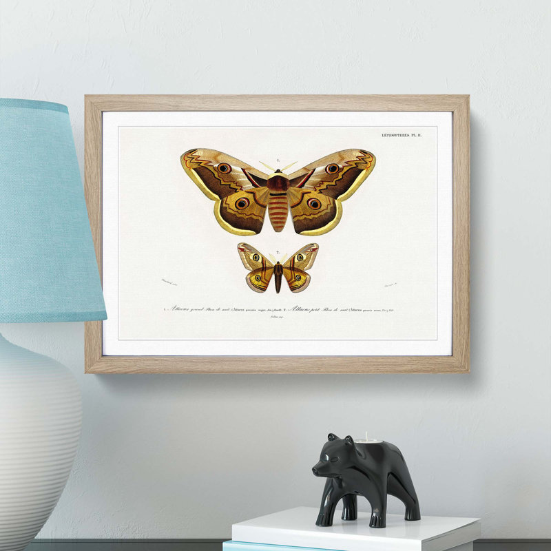 Emperor Moths Illustrations by Charles D' Orbigny - Framed Print, 27cm H x 36cm W x 2cm D, Oak Framed