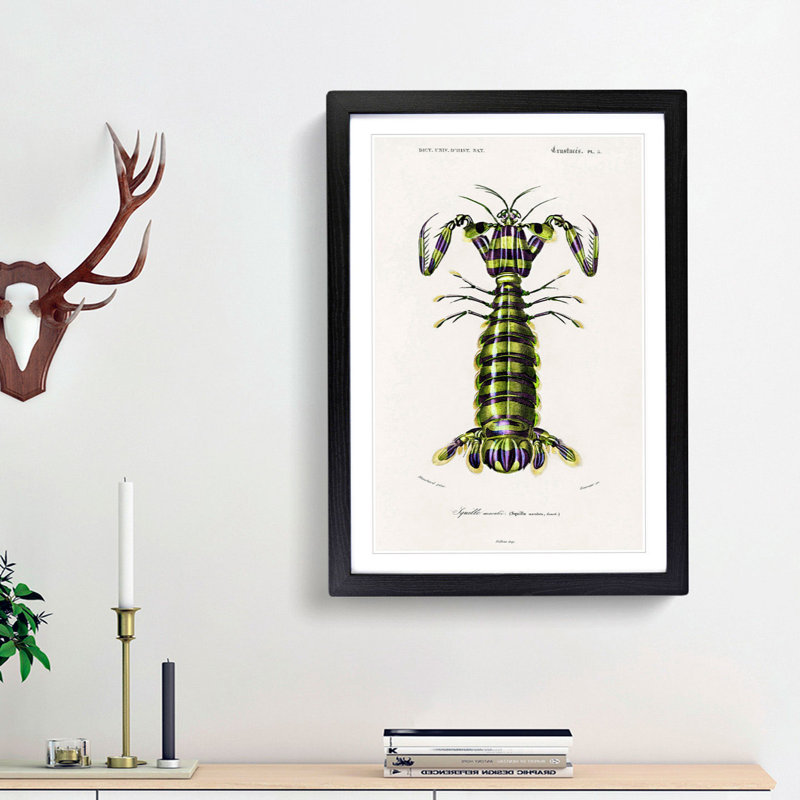Giant Mantis Shrimp by Charles D'Orbigny - Picture Frame Painting Print, 65cm H x 48cm W x 2cm D, Black Framed