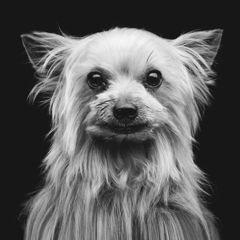 Yorkshire Terrier by Svetography - Wrapped Canvas Print, 30cm H x 30cm W