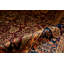 Wool Oriental Area Rug