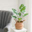 54.5cm Faux Devil's Ivy (Scindapsus Aureus) Plant in Pot