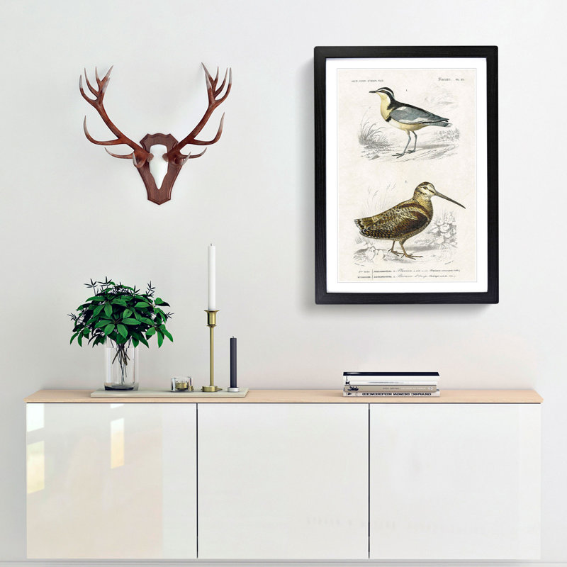 Bird Illustrations PL. 22 by Charles d Orbigny - Framed Print, Black Framed, 63cm H x 45cm W x 2cm D