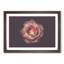 Pink Tipped Rose Flower - Framed Print-55769646-55769647