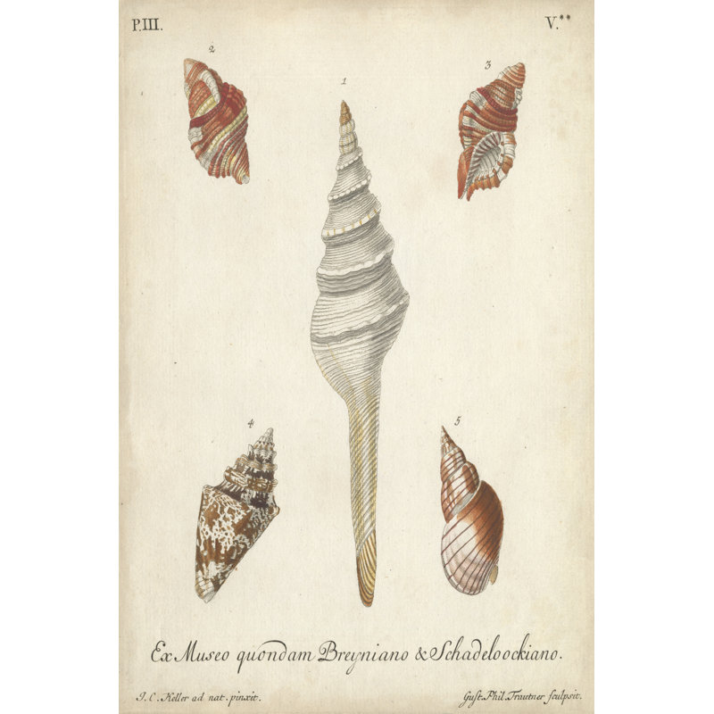 Antique Knorr Shells IX by Knorr - Wrapped Canvas Print, 46cm H x 30cm W x 3.8cm D