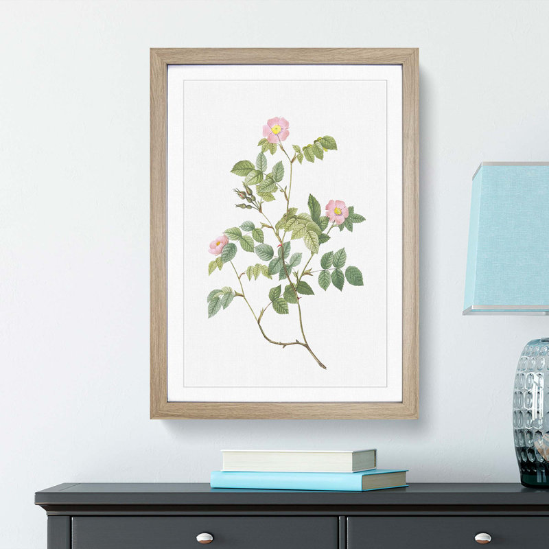 Wild Pink Roses by Pierre-Joseph Redoute - Framed Print, 65cm H x 48cm W x 2cm D, Oak Framed