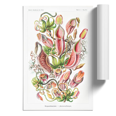 Pitcher Plants by Ernst Haeckel - No Frame Painting