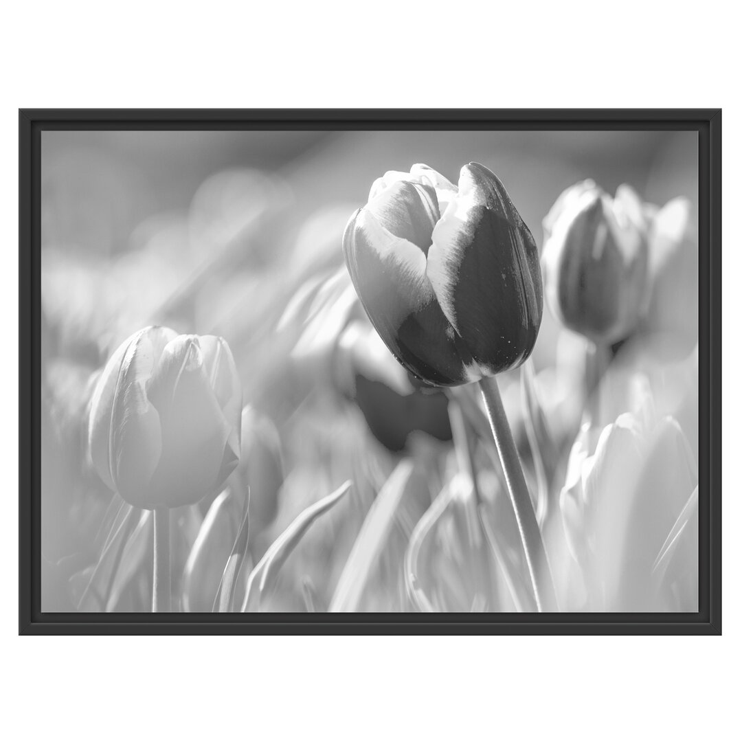 Gerahmtes Wandbild Blühende Tulpen