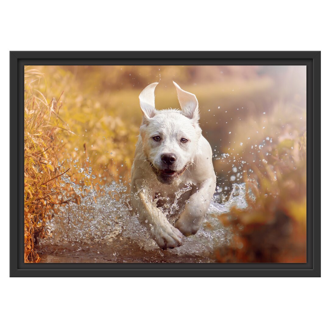 Gerahmtes Poster Labrador Puppy in Water