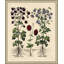 Besslers Agaileia Print