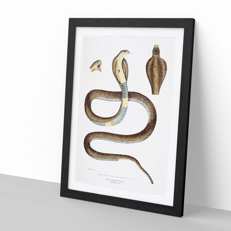 Cobra Capella Snake Illustration by John Edward Gray - Picture Frame Painting, Black Framed, 36cm H x 27cm W x 2cm D