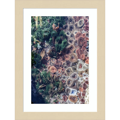 Daisey "Ocean Curiosities" Print