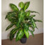 100cm Faux Plant in Pot Liner-124207017