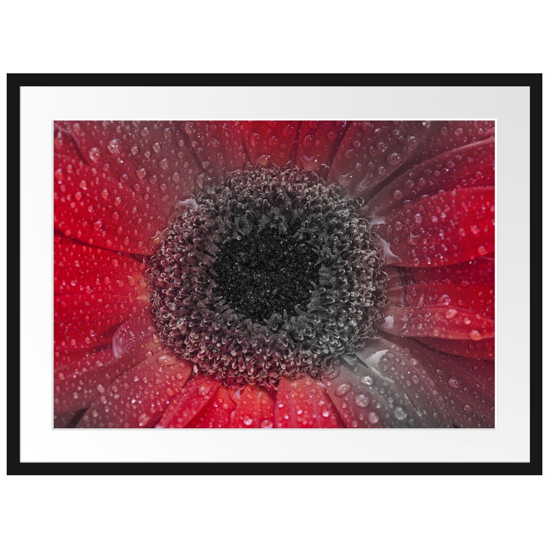 Gerahmtes Poster Rote Gerbera mit Wassertropfen