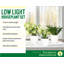 Live Low Light Houseplant Set-70535092