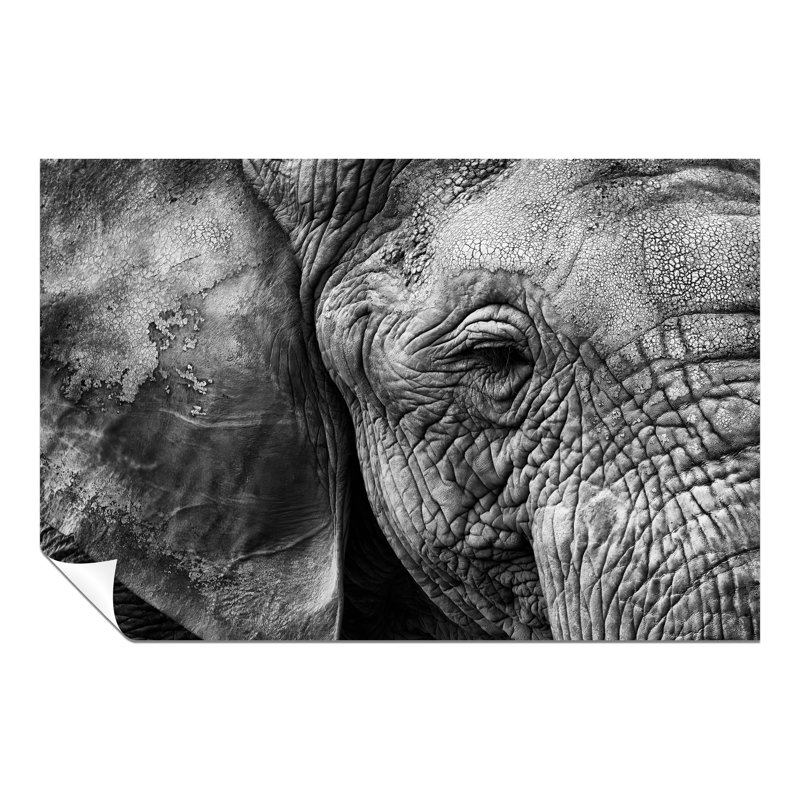 Old Elephant Close Up - No Frame Print, 20cm H x 31cm W x 0.5cm D
