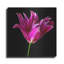 «Miss Lily Midnight» par Pamela Plummer, art mural en métal, 12 po x 12 po-2069097691
