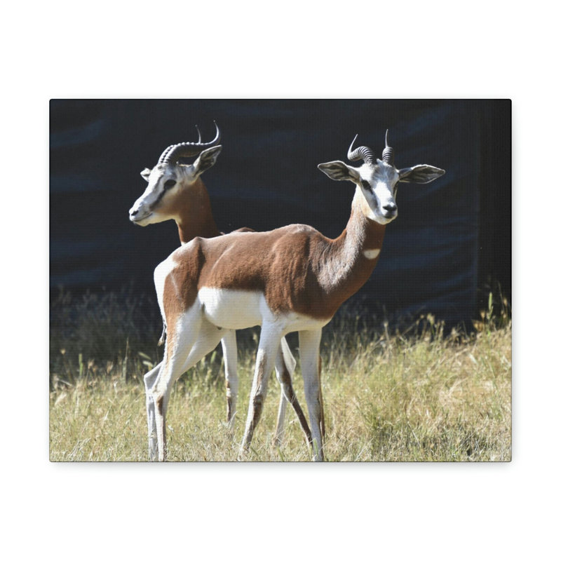 No Frame Print on Canvas, 27.94cm H x 35.56cm W