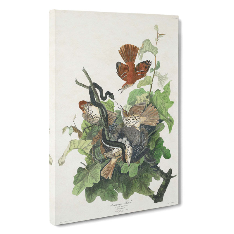 Snake Attacking Thrush Birds by John Audubon - Wrapped Canvas, 50cm H x 35cm W x 3cm D
