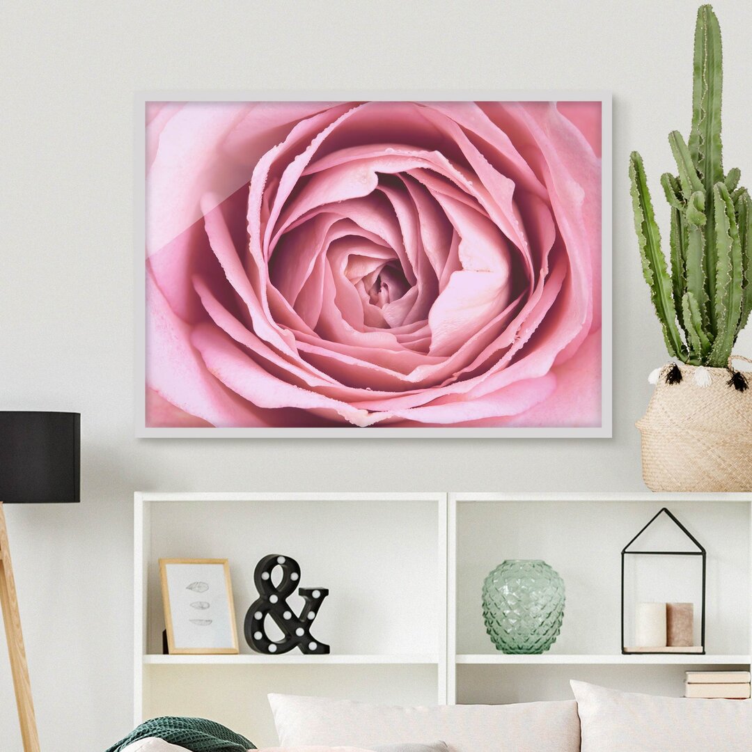 Gerahmtes Poster Pink Rose Flower