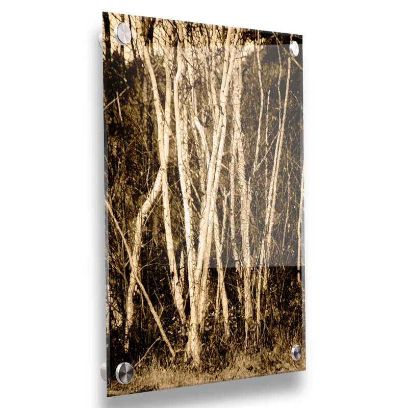 Bouleau d'automne par Hal Halli, Plastique / acrylique, Non, H 18 po x l 24 po x P 1 po