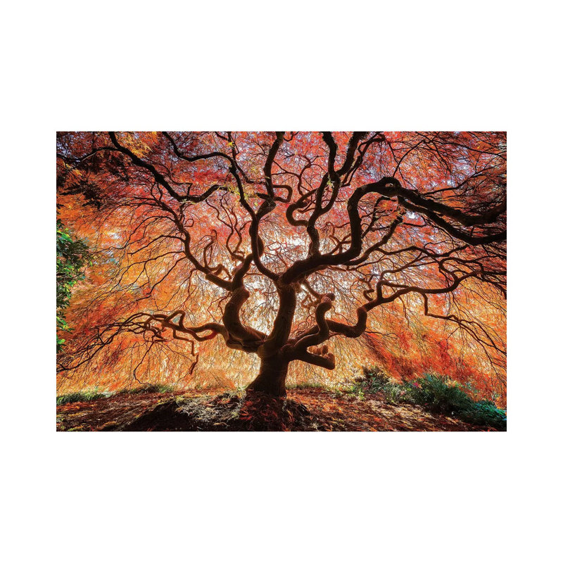 USA, Washington, Seattle, Kubota Japanese Garden. Japanese Maple Tree In Autumn by Jaynes Gallery - Wrapped Canvas Gallery-Wrapped Canvas Giclée