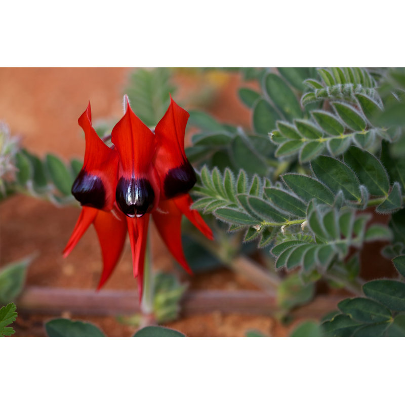 Sturt's Desert Pea - Photographie sur toile tendue, H 8 po x l 12 po