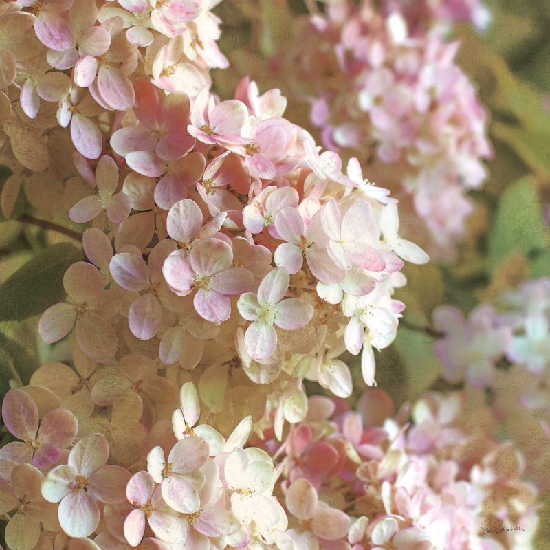 " Gilded Hydrangea I Color " by Sue Schlabach, 12" H x 12" W x 1.25" D