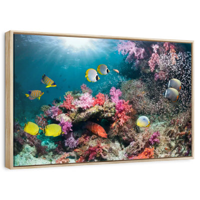 Andaman Sea Life