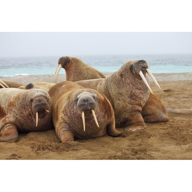 Walrus Family - Photographie sur toile tendue, H 8 po x l 12 po x P 1,25 po