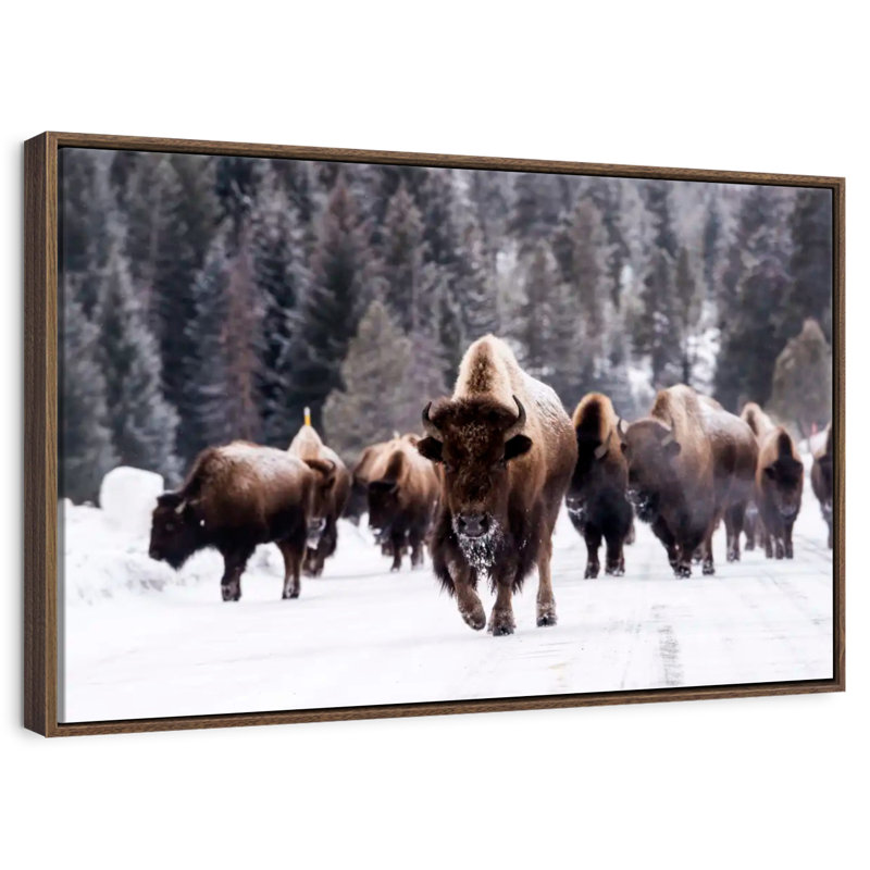 Winter Bisons, 19" X 13", Floating Frame Walnut