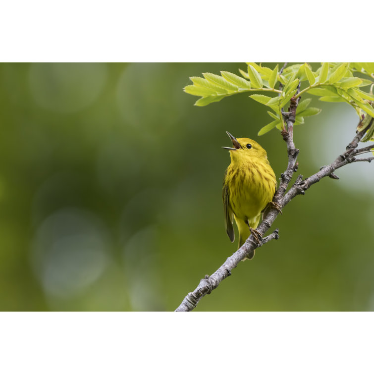 Ebern Designs Yellow Warbler On Canvas by Jhunter Print | Wayfair