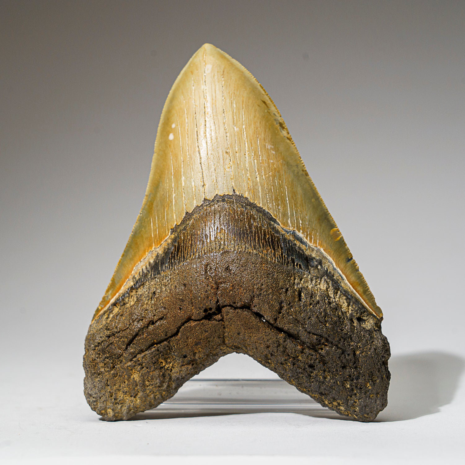 Astro Gallery of Gems Genuine Megalodon Shark Tooth In Display Box (330 ...