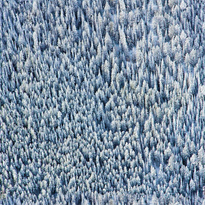 Gray Malin Snowy Pines 24" W Wallpaper Tile