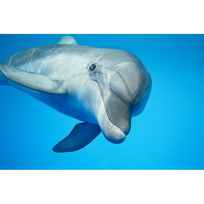 Dolphin under water by abezikus - Wrapped Canvas Rectangle Print, 30cm H x 46cm W