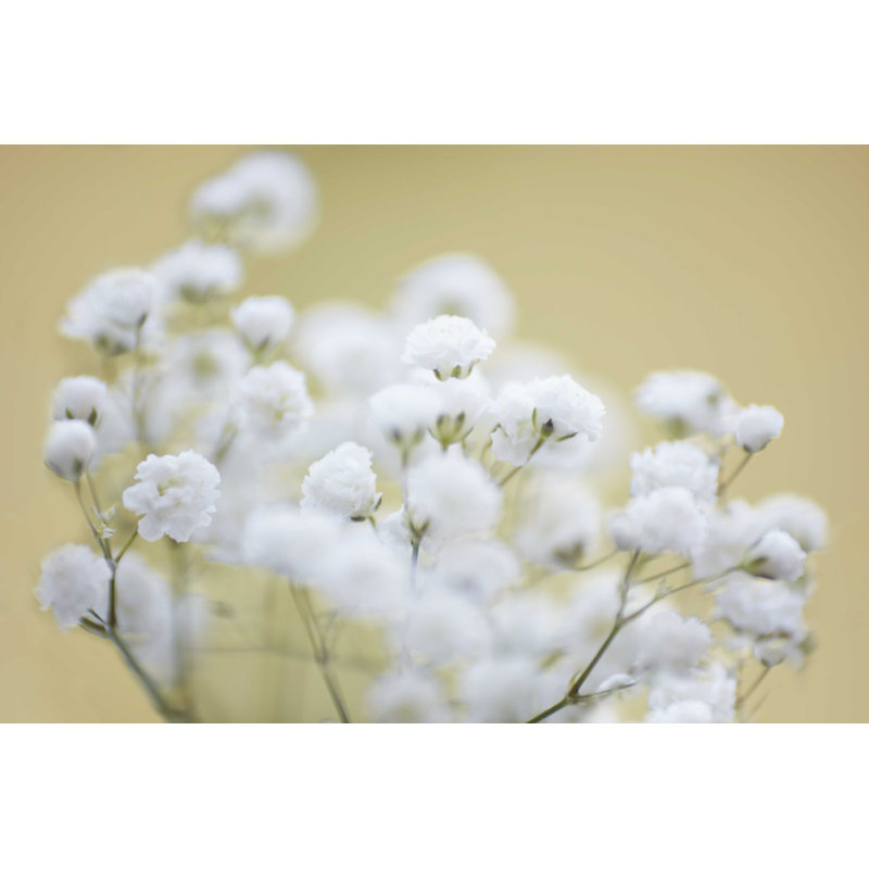 «Baby's Breath Study III», H 8 po x l 12 po